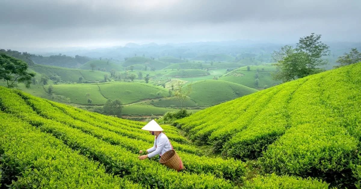 Green Tea vs Black Tea: Which Fits Your Beverage Portfolio?