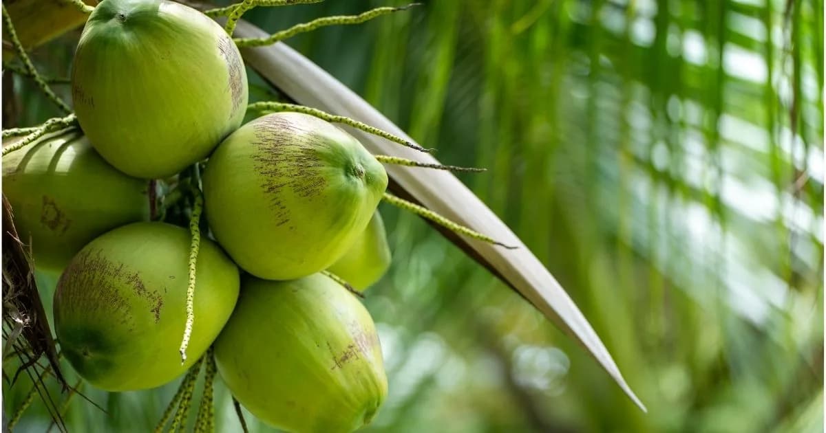 How Coconut Water Is Processed for International Markets