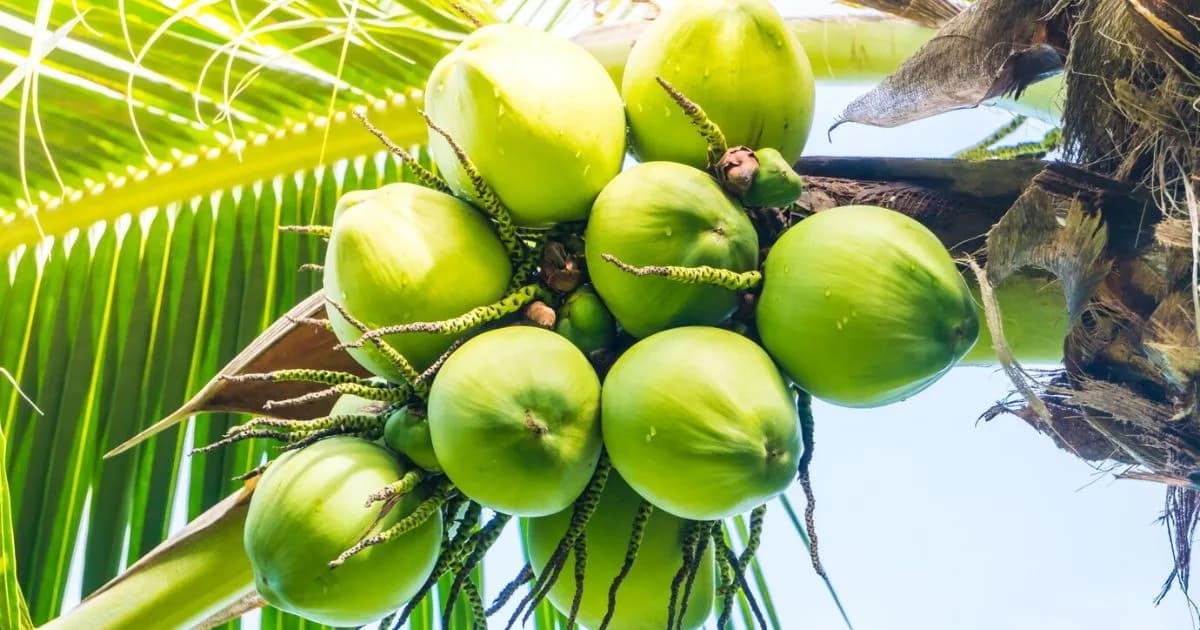 100% Coconut Water vs Coconut Juice Drink: What U.S. Buyers Need to Know